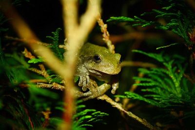 Close-up of tree frog on plant