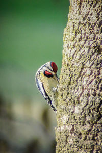 Close-up of ladybug on tree trunk