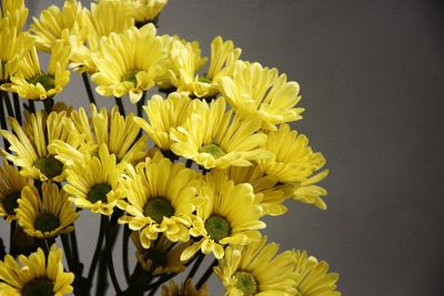 Close-up of yellow flowers over black background