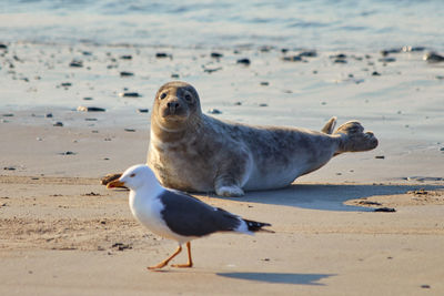 Seagull on beach