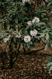 Close-up of cherry blossom tree