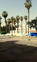 Palm trees in front of building