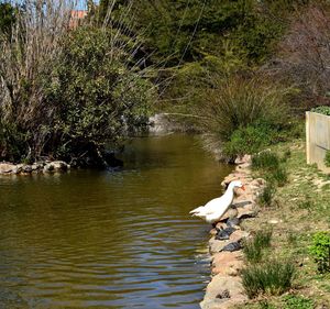 Swan in a lake