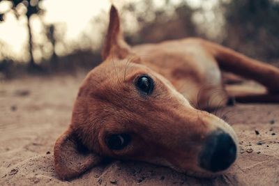 Close-up of a dog looking away