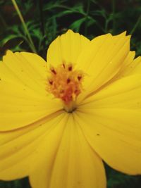 Macro shot of yellow flower