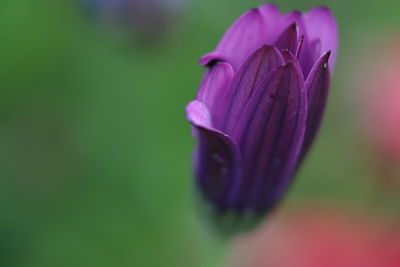 Close-up of purple flower