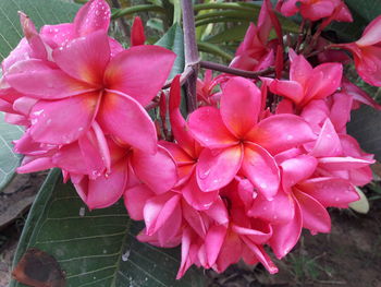 Close-up of wet pink flowers blooming outdoors