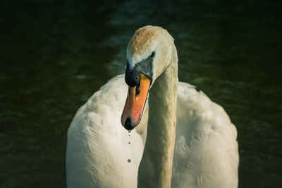 Close-up of swan in lake