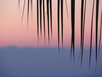 Close-up of silhouette plants against sky during sunset
