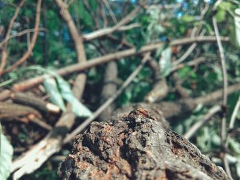Close-up of insect on tree