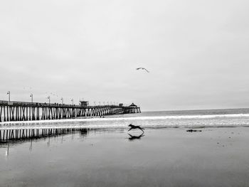 Seagulls flying over sea against sky