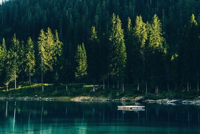 Reflection of trees in water