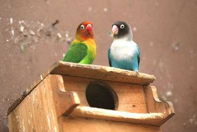 Close-up of birds perching on birdhouse