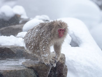 Monkey in a snow