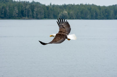 Low angle view of bird flying over water