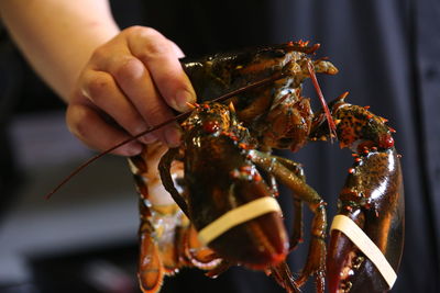 Close-up of hand holding lobster