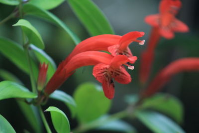 Close-up of red flowers