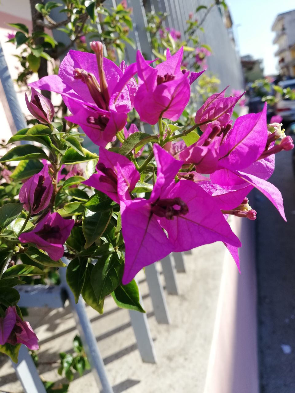 flowering plant, plant, flower, beauty in nature, vulnerability, fragility, petal, freshness, close-up, growth, pink color, nature, day, focus on foreground, no people, inflorescence, flower head, outdoors, leaf, plant part, purple, bright