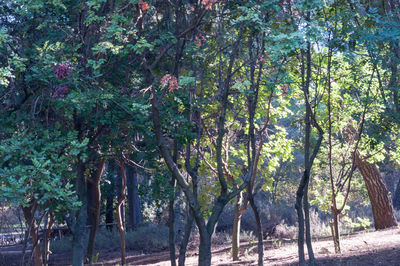 Trees in forest