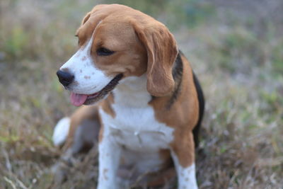 Close-up of dog looking away