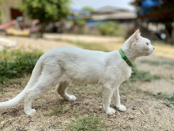 Side view of a dog looking away