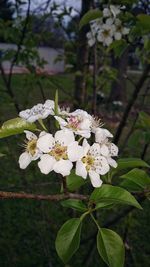 Close-up of white cherry blossoms in spring