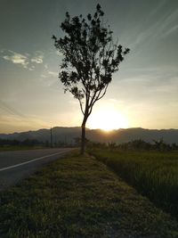 Tree on field against sky during sunset