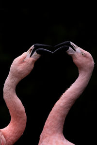 Two flamingo fight with their beaks. black background pink flamingos, only half and head can be seen