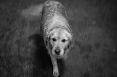 Portrait of dog sticking out tongue outdoors