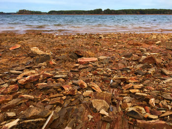 Surface level of dry leaves on beach