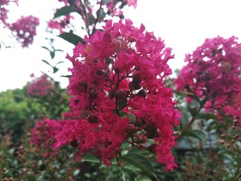 Close-up of pink flowering plant