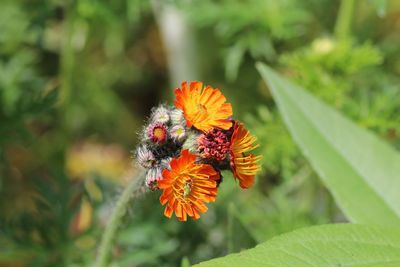 Close-up of butterfly pollinating on flower