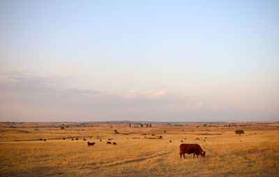 Bulls grazing on field against sky during sunset