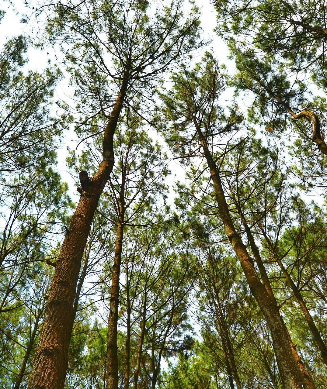 LOW ANGLE VIEW OF TALL TREES IN FOREST