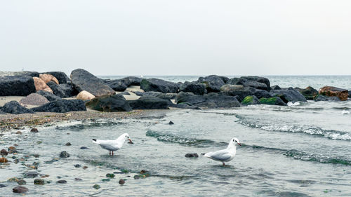 Seagulls on beach against clear sky