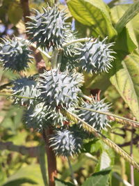 Close-up of white flowering plant