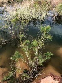 High angle view of plants growing in lake