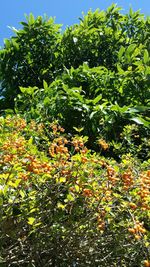 Low angle view of trees