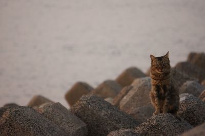 Portrait of cat sitting on rock at beach