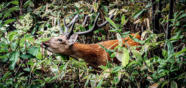 Side view of deer on field in forest