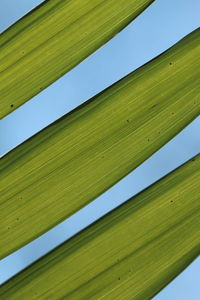 Low angle view of green leaves against sky