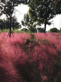 Red flowering trees on field against sky