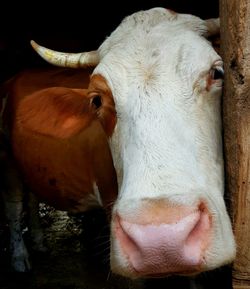 Close-up of cow