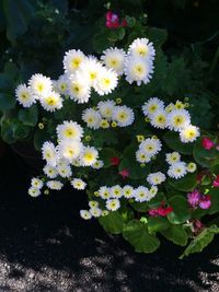 High angle view of fresh yellow flowers blooming outdoors