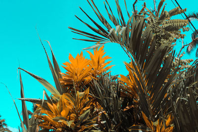 Low angle view of palm tree against blue sky