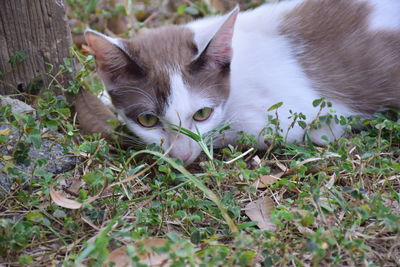 Close-up of a cat lying on field