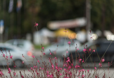 Close-up of pink cosmos flowers on field