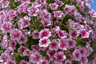 High angle view of pink flowering plants in garden