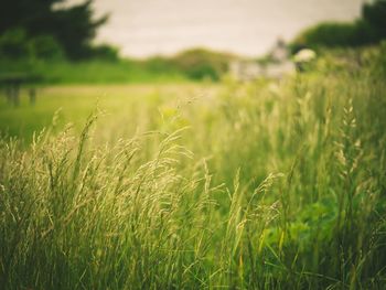 Close-up of wheat field