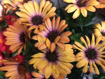 High angle view of purple flowers